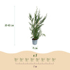 Cupressocyparis leylandii, kenmerkend blad