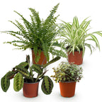 Chlorophytum, kenmerkend blad