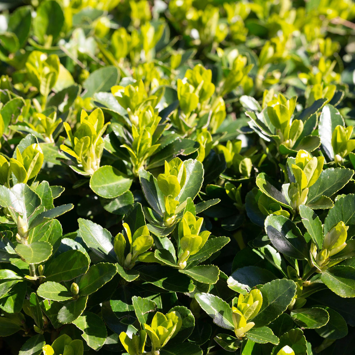 Kardinaalsmuts Green Spire, 40 cm hoog, 6 planten, kenmerkend blad