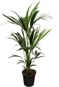 Productfoto van Howea Forsteriana (Kentia) 5 Pit 100