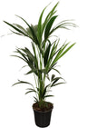 Howea Forsteriana (Kentia) 5 Pit 100