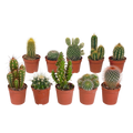 Cactus mix, plant in pot