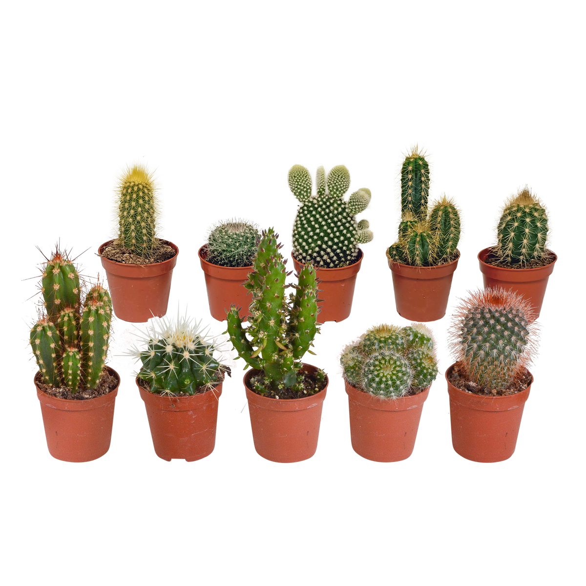 Cactus mix, plant in pot