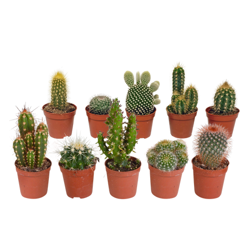 Cactus mix, plant in pot