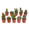 Cactus mix