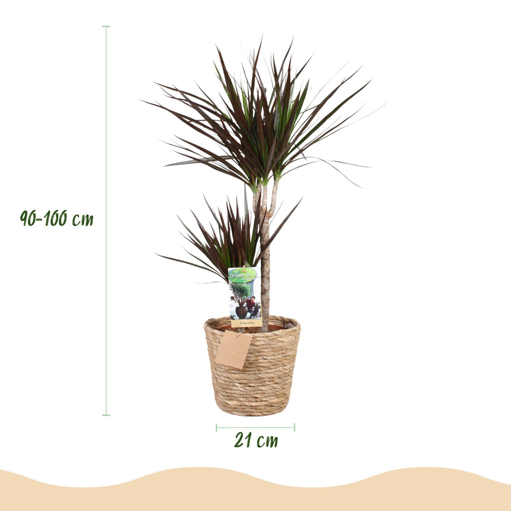 Dracaena Magenta, groene bladeren