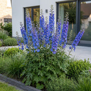 Ridderspoor (P) Blue Bird, met blauwe bloemen