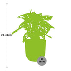 Detailfoto van Monstera ‘Monkey Leaf’ in ELHO Vibes Fold 14cm roze