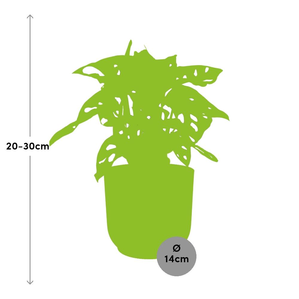 Detailfoto van Monstera ‘Monkey Leaf’ in ELHO Vibes Fold 14cm roze