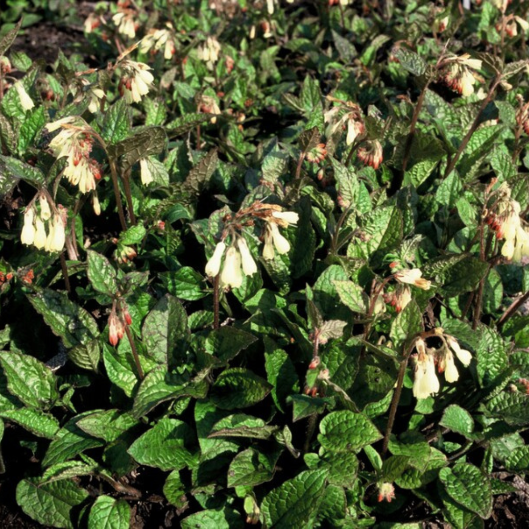 Symphytum grandiflorum, sierlijke plant