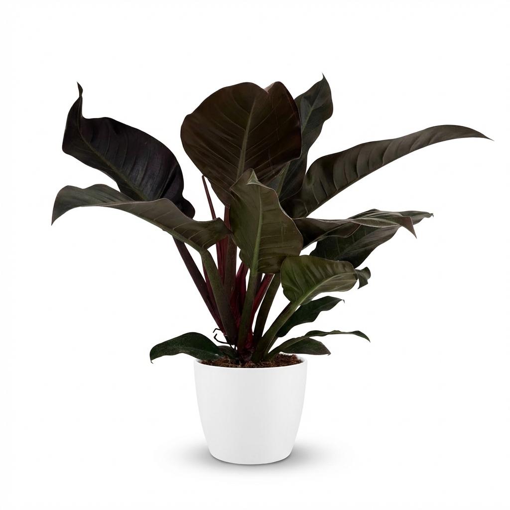 Philodendron Imperial Red - Rood met witte pot, plant in pot