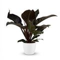 Philodendron Imperial Red - Rood met witte pot, plant in pot