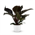 Philodendron Imperial Red - Rood met witte pot, plant in pot