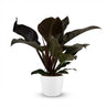 Philodendron Imperial Red - Rood met witte pot