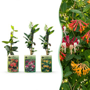 Kamperfoelie tricolour mix - driekleurige kamperfoelie - set van 3 - Ø9 cm
