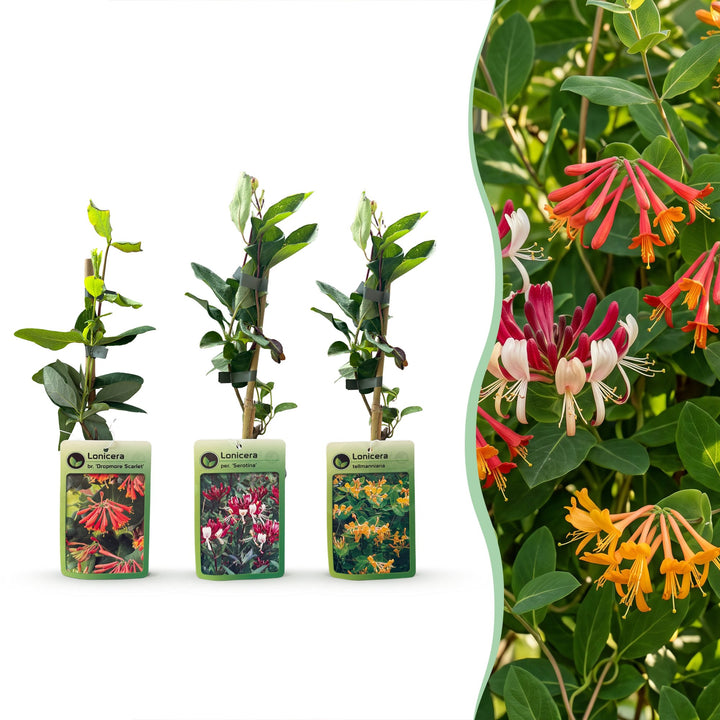 Kamperfoelie tricolour mix - driekleurige kamperfoelie - set van 3 - Ø9 cm