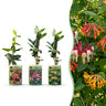 Kamperfoelie tricolour mix - driekleurige kamperfoelie - set van 3 - Ø9 cm