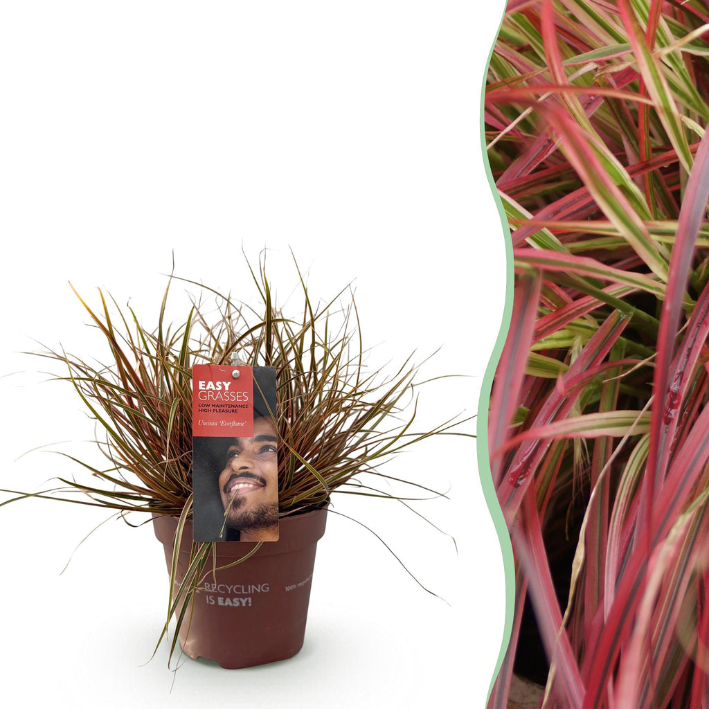 Productafbeelding van Pureplant