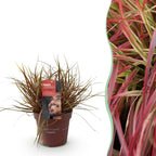 Productafbeelding van Pureplant