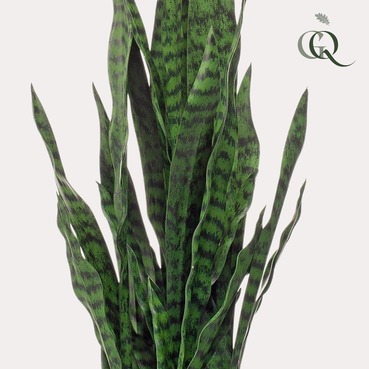 Productafbeelding van Pureplant