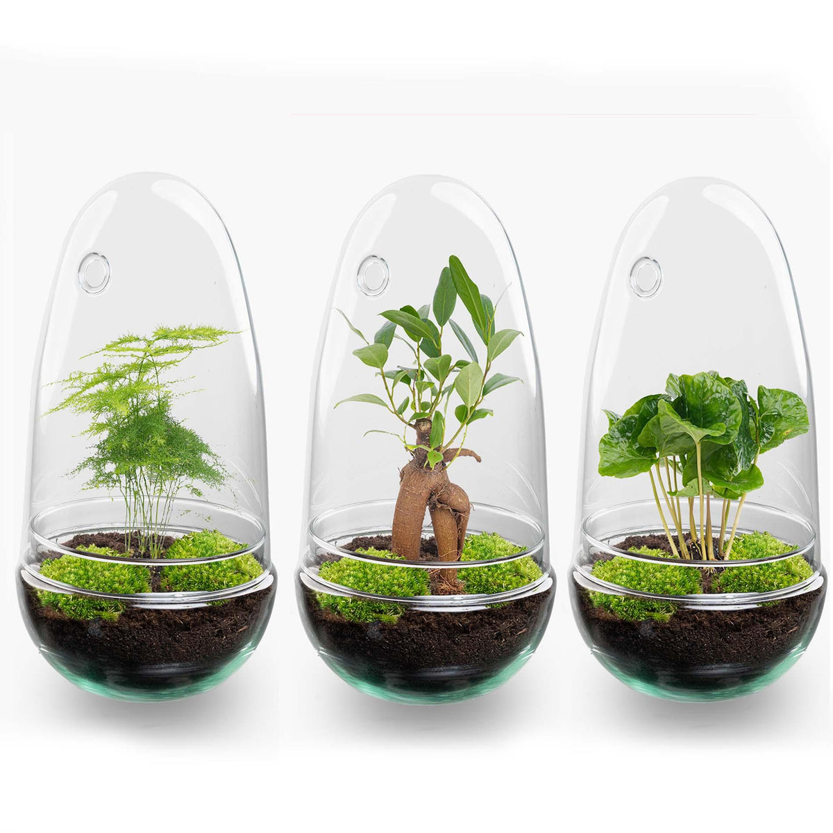 Detailfoto van DIY Planten terrarium tweedelig bolglas - Egg Bonsai