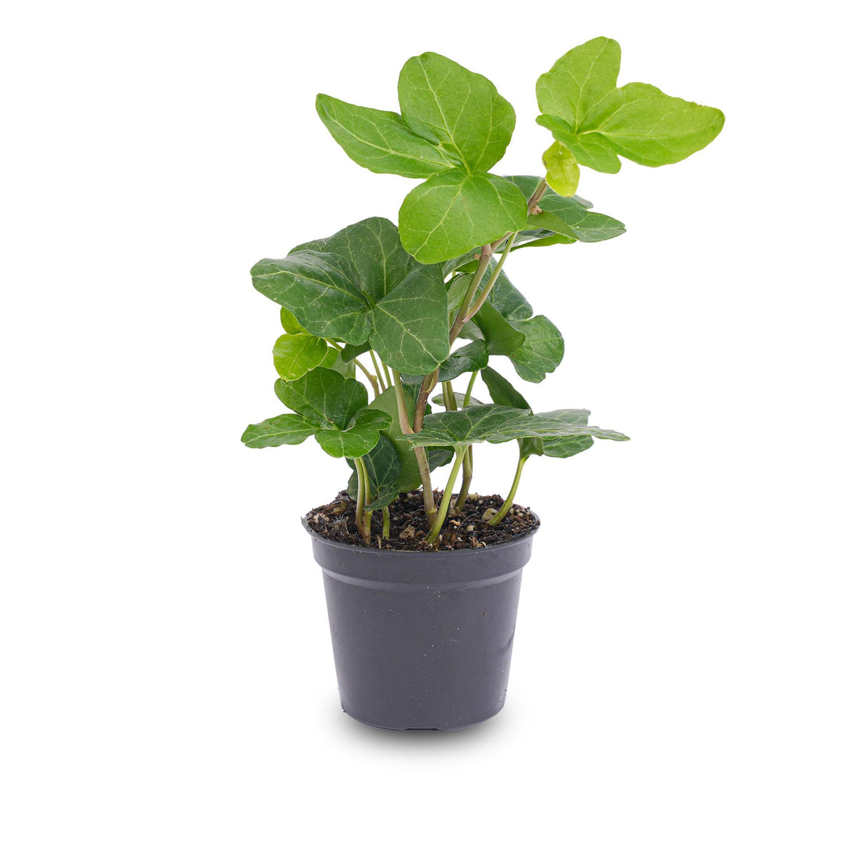 Hedera helix, detail van het blad