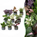 9x Baby Plants Surprise Box - Verrassingsbox kleine planten - Diversen - Tropisch - incl. Linnea Misty Blue - Ø6cm - ↕5-15cm, plant in pot