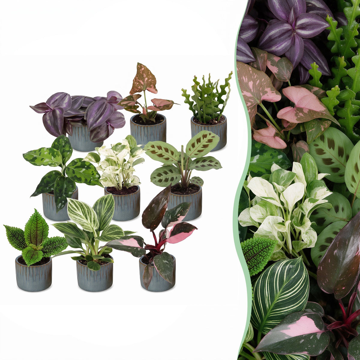 9x Baby Plants Surprise Box - Verrassingsbox kleine planten - Diversen - Tropisch - incl. Linnea Misty Blue - Ø6cm - ↕5-15cm, plant in pot