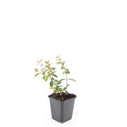 Hypericum dummeri &