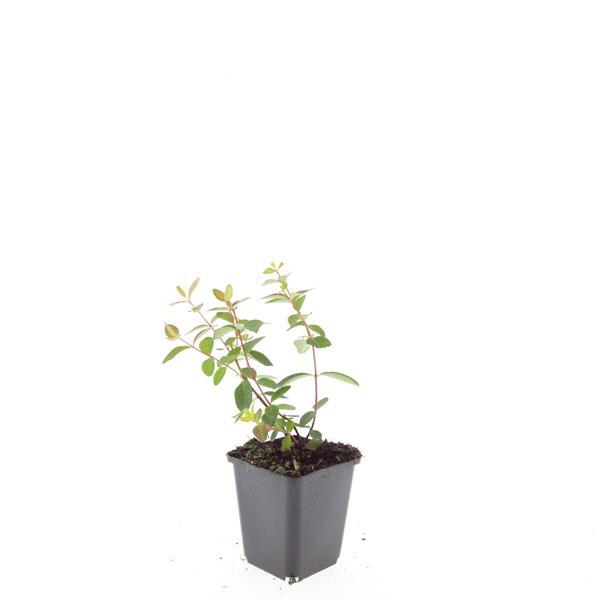 Hypericum dummeri 'Peter Dummer', detail van het blad