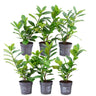 1 meter Laurierkers haag - Prunus laurocerasus 'Novita' - Set van 6 haagplanten - Groenblijvende haag
