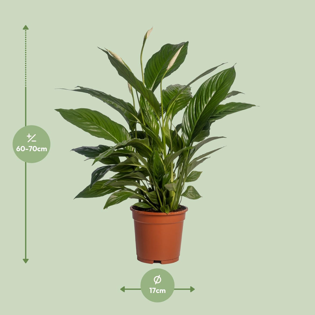 Productafbeelding van Pureplant