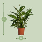 Productafbeelding van Pureplant
