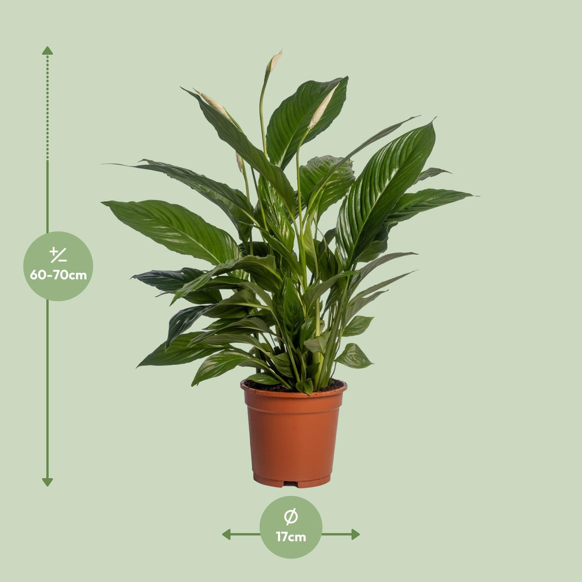 Productafbeelding van Pureplant