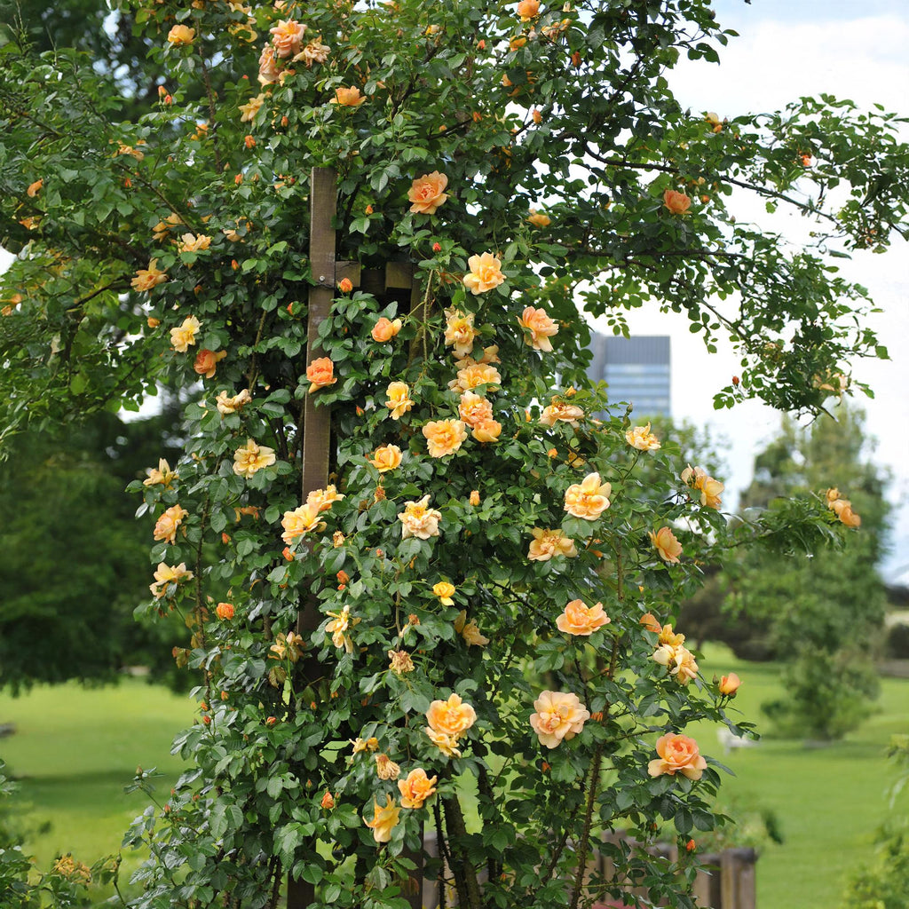 Rosa Orange Climber, groene bladeren