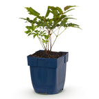 Pluimspirea (A) Fanal, detail van het blad