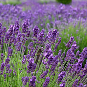 Echte lavendel Felice, set van 6 planten