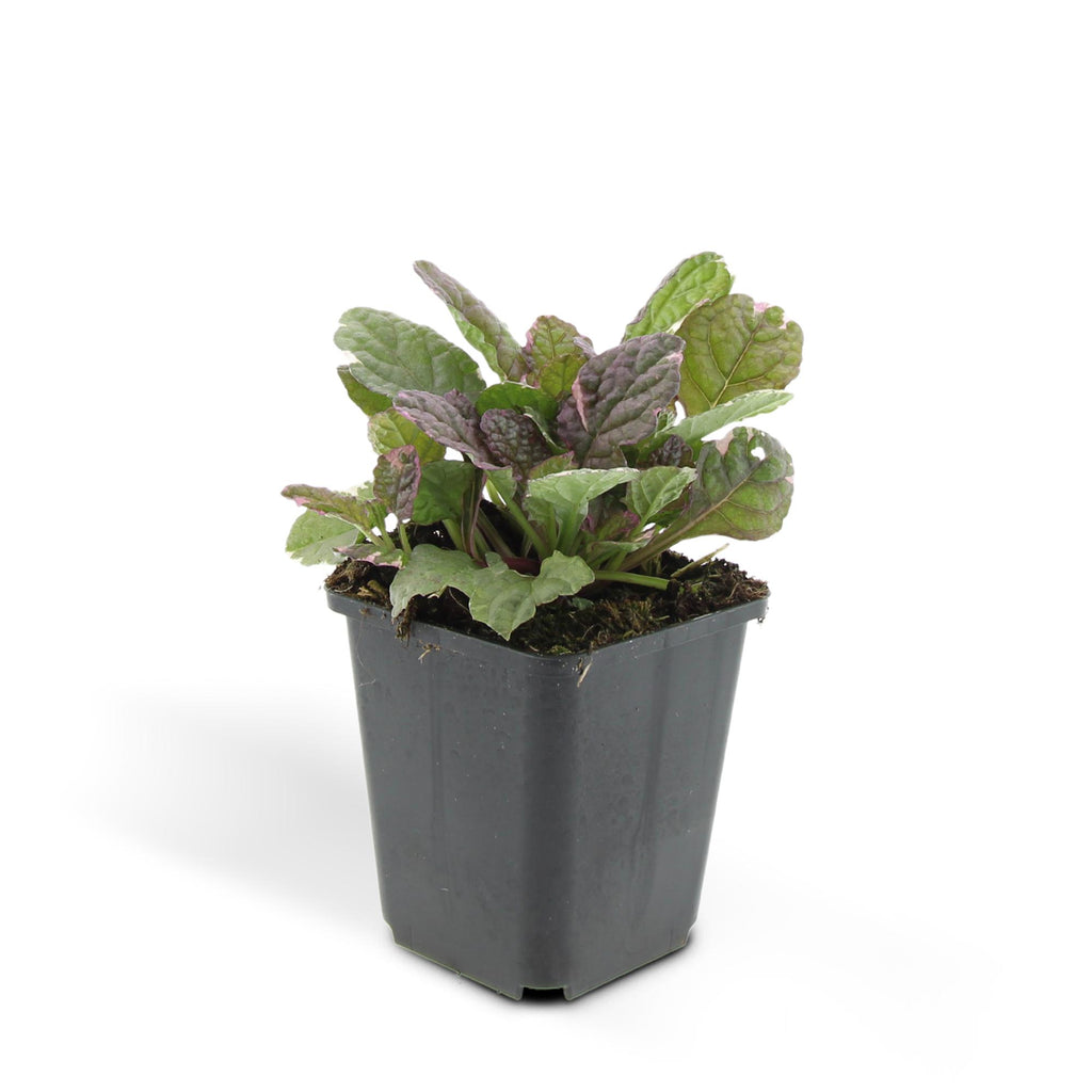 Ajuga reptans 'Burgundy Glow', gezonde plant