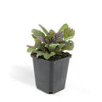 Ajuga reptans 'Burgundy Glow', gezonde plant