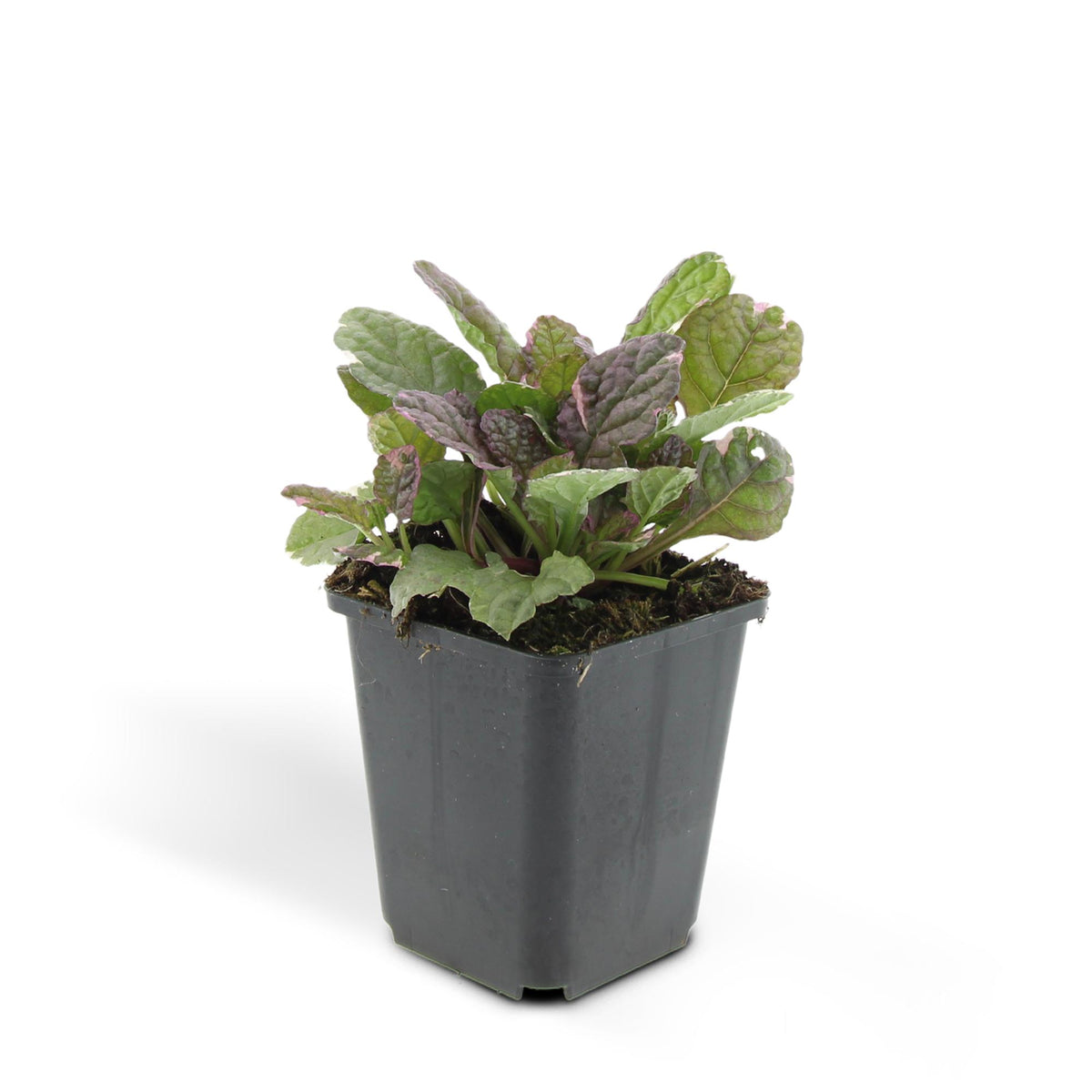 Ajuga reptans 'Burgundy Glow', gezonde plant