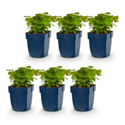 Epimedium perralch. Frohnleiten - Elfenbloem - Schaduw - Geel - 6 Planten