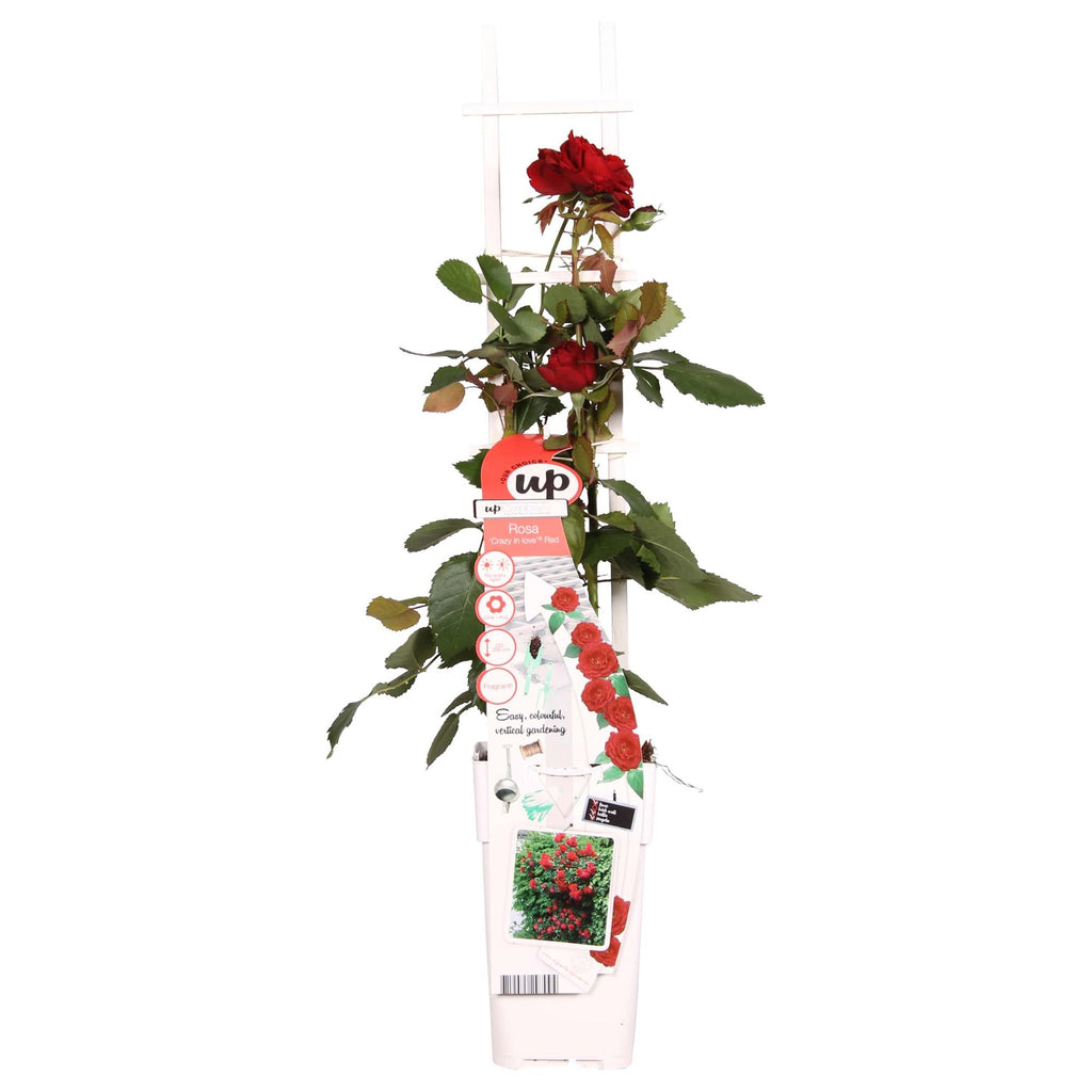 Detailfoto van Rosa Crazy in love 'Red' - Rode Roos