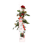 Detailfoto van Rosa Crazy in love 'Red' - Rode Roos