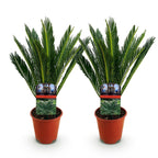 Cycas revoluta, 45-55 cm hoog, kenmerkend blad