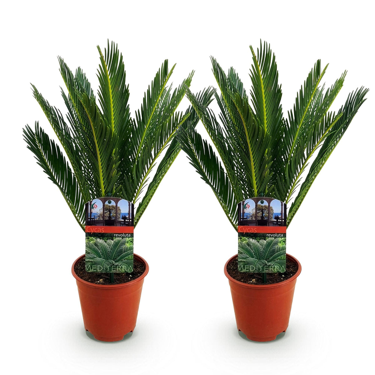 Cycas revoluta, 45-55 cm hoog, kenmerkend blad