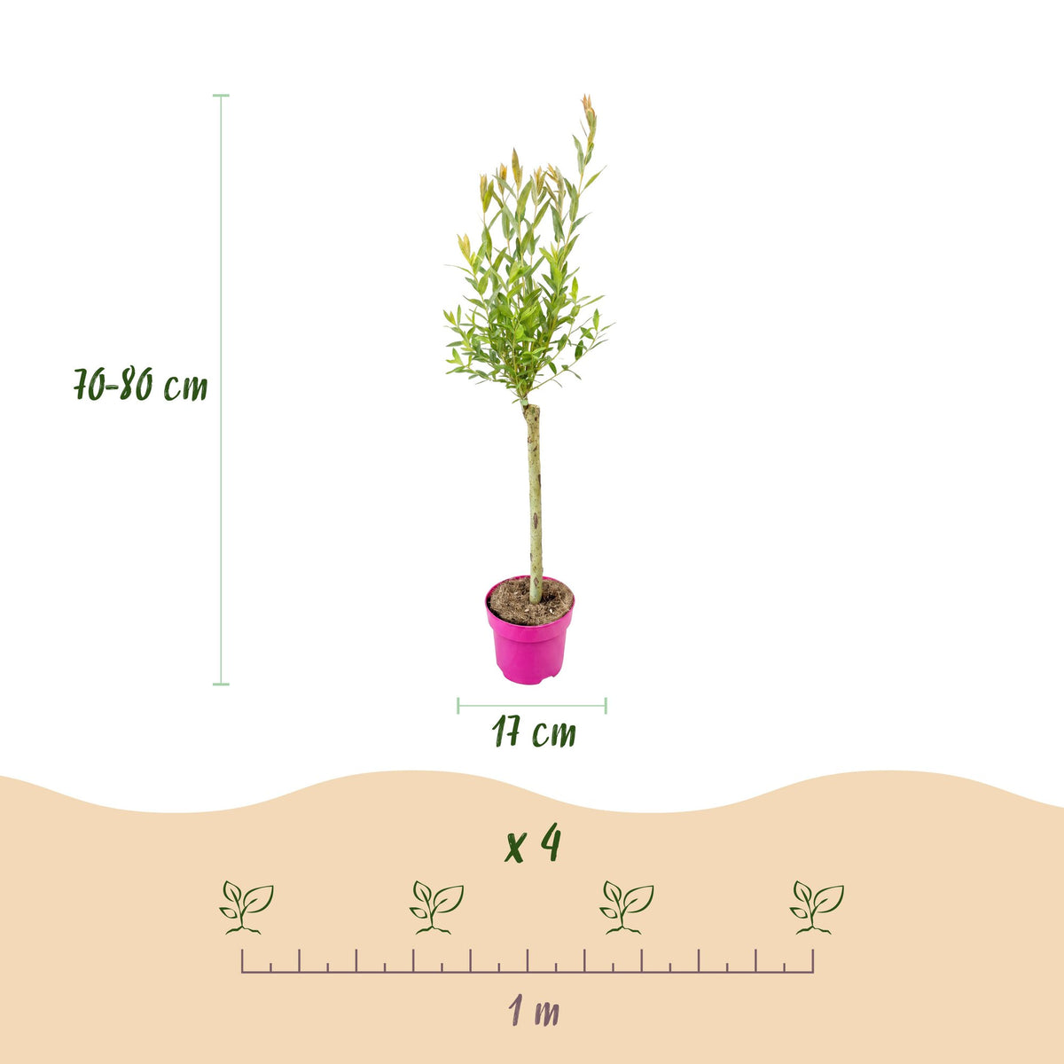 Bonte wilg Salix 'Flamingo', roze blad, 70-80 cm hoog, kenmerkend blad