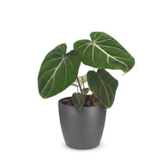 Philodendron gloriosum met grijze pot
