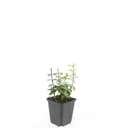 Euonymus fort. &