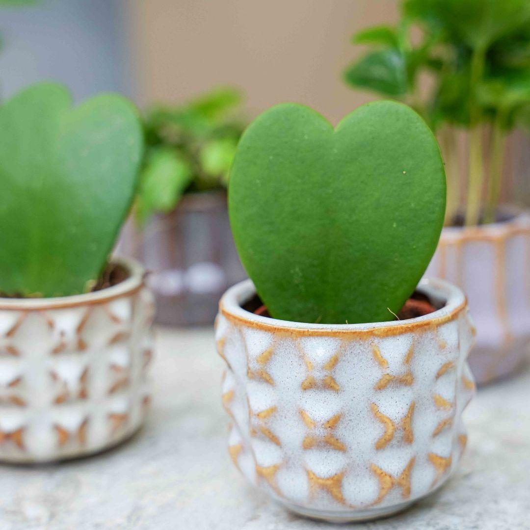 Plant set van 6 met pot set San Juan - Cactus mix - Ø, kenmerkend blad