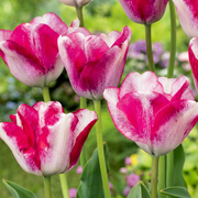 Tulp &